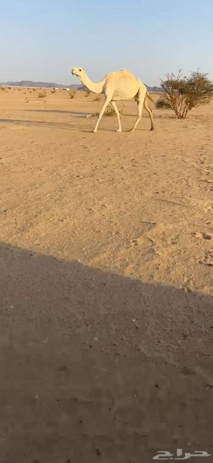 ضروبة وضحاء 1