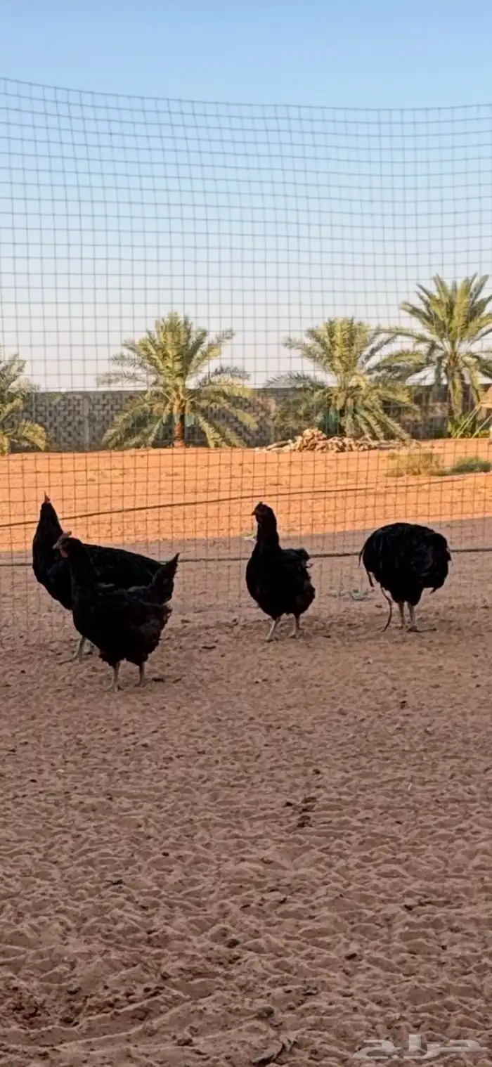 طقمين دجاج نيو جيرسي الامريكي العملاق 1