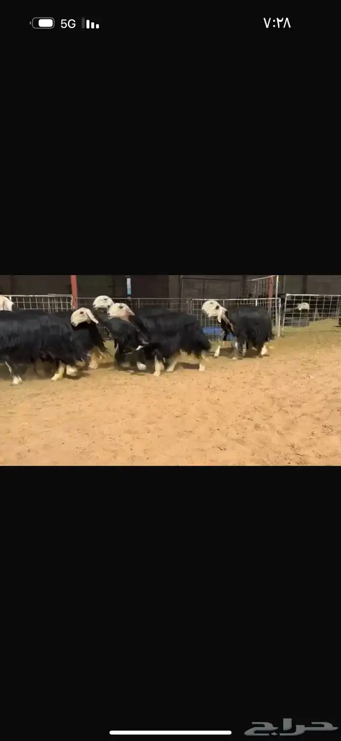 عرض بيع ثنوات وربعيات فاخره مضاريع سونار 0