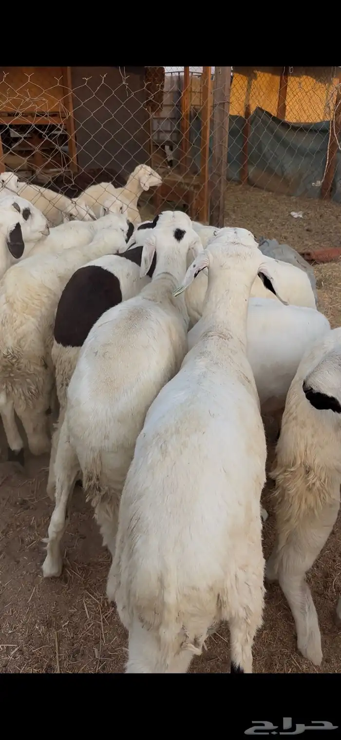 طليان سواكن بيض دمازين ذبايح هرافي نضيفه 5