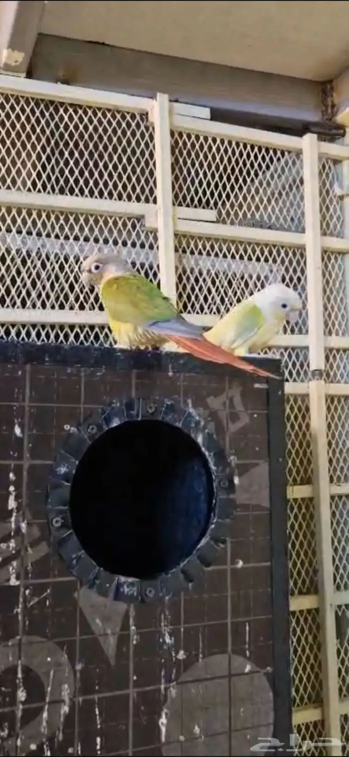 البيع جوزين وفرده كنيور 7