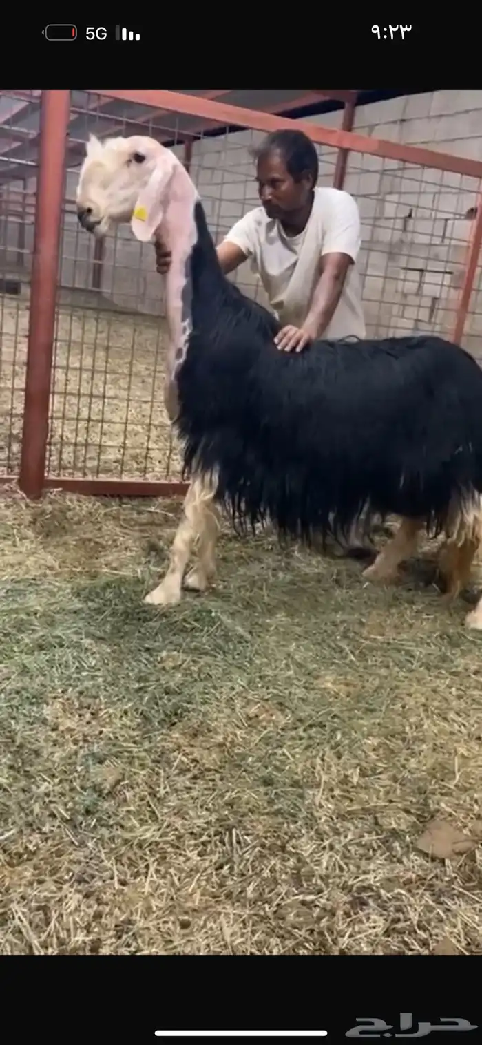 عرض بيع خلفه تحتها رخل سنه رباع 5