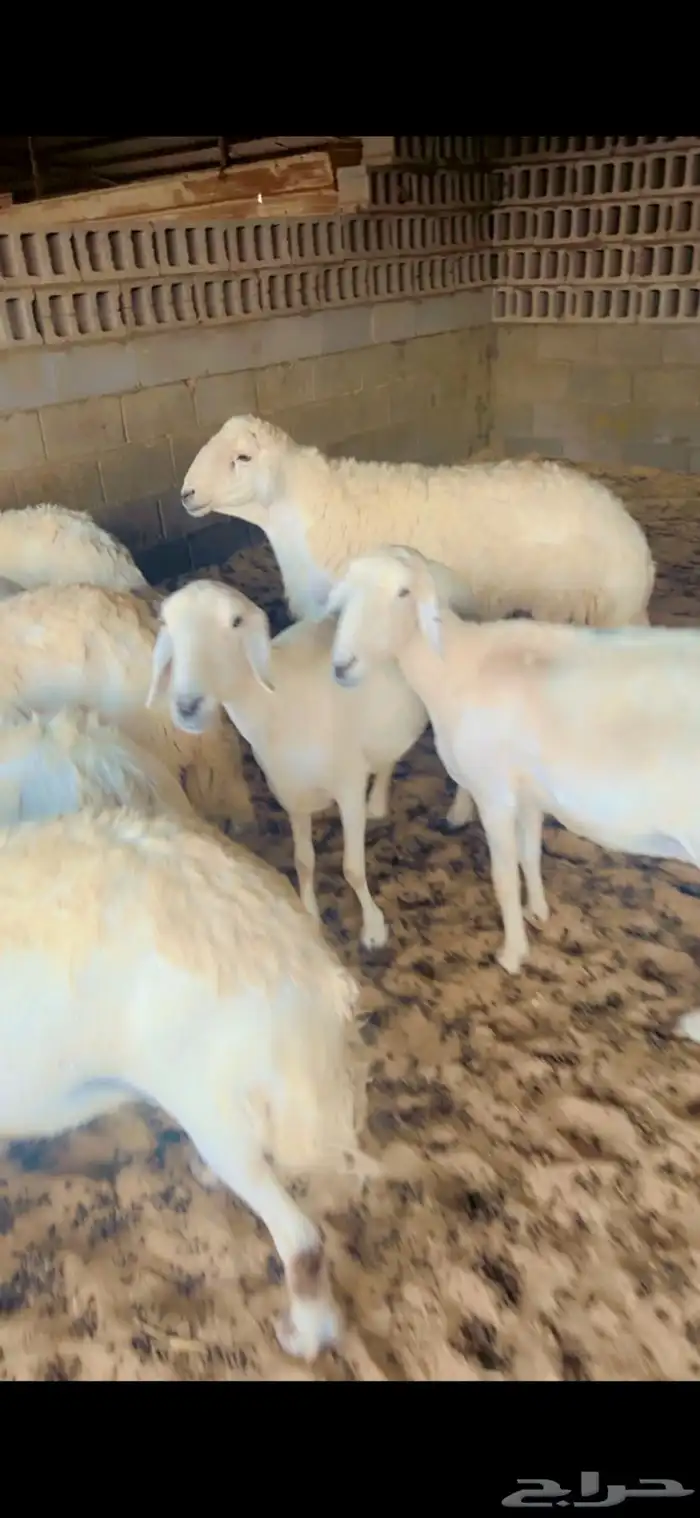 شياه حريات دفيع 1