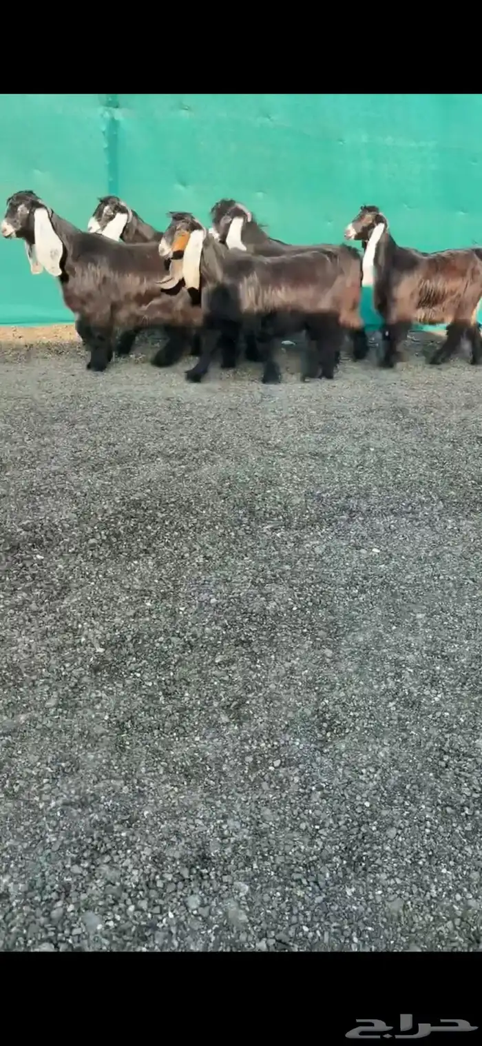 جفرات عوارض خصم الخصم تممم البيع 3