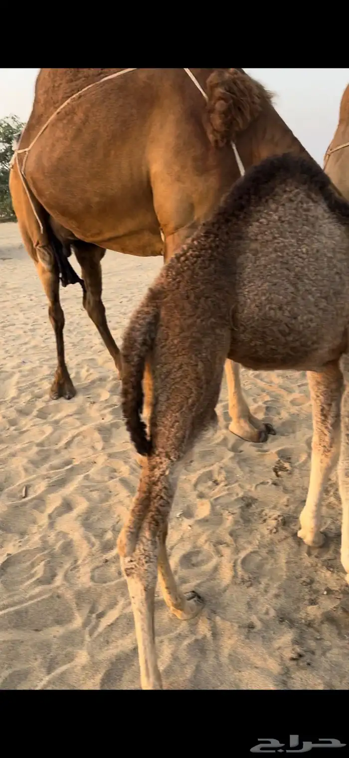 خلفة ساحلية مصغر حمراء دم 7
