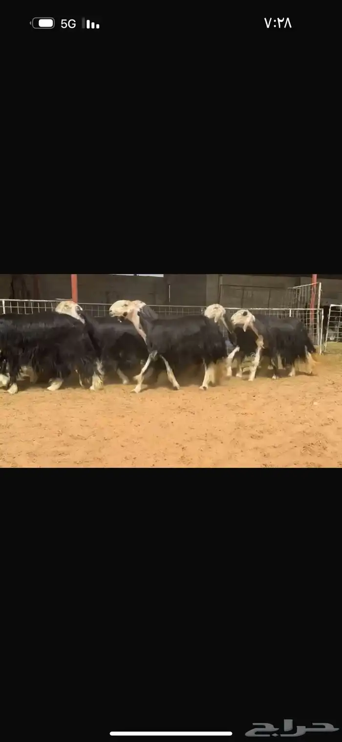 عرض بيع ثنوات وربعيات فاخره مضاريع سونار 5