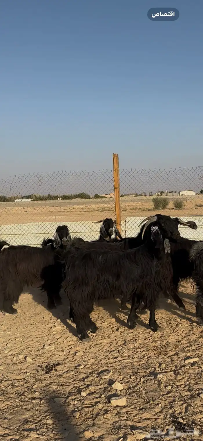 معزا دفيع شرط الخرج 9