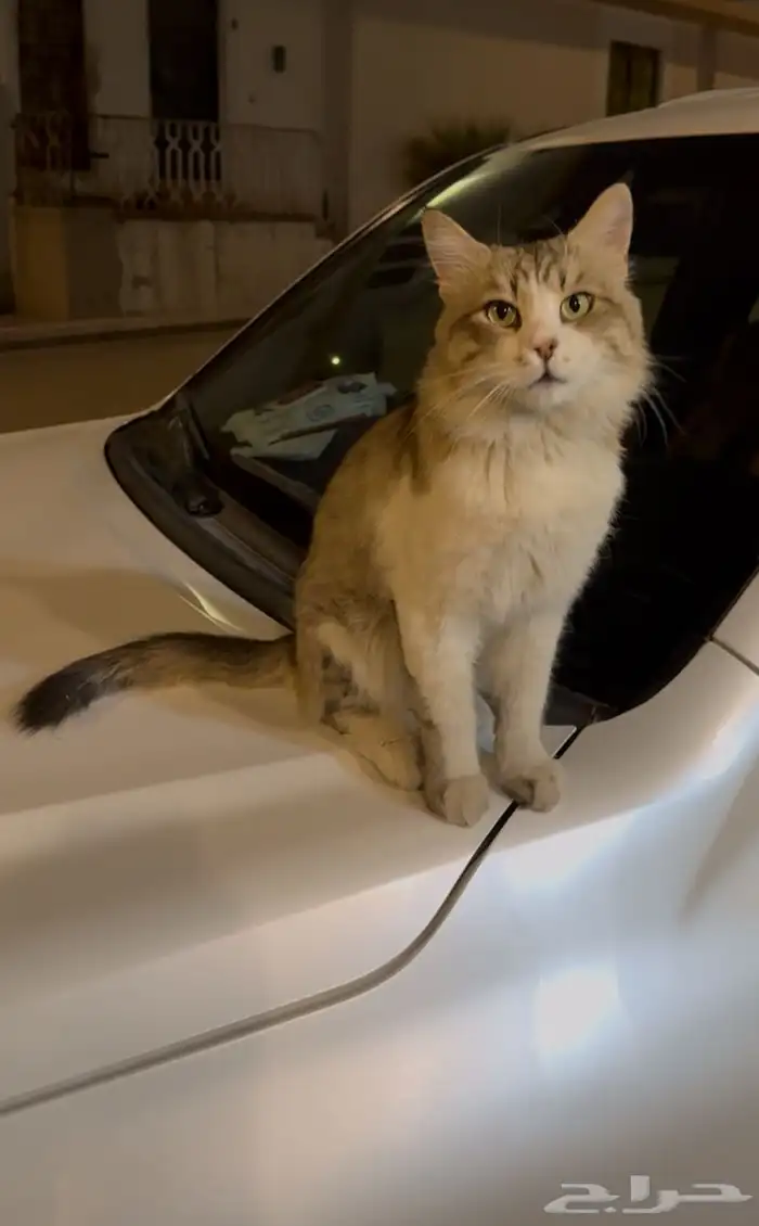 قط اليف للتبني 0