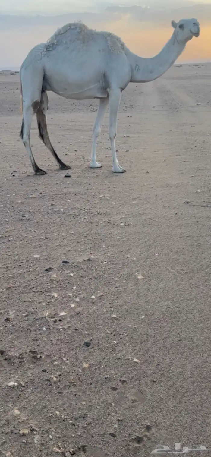 ضروبة وضحاء 2