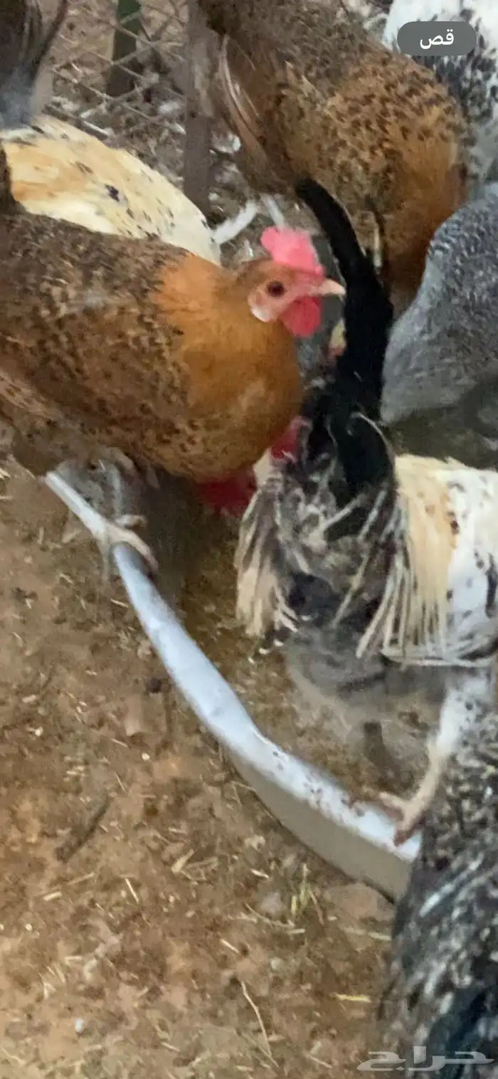 دجاج فيومي ذهبي 1