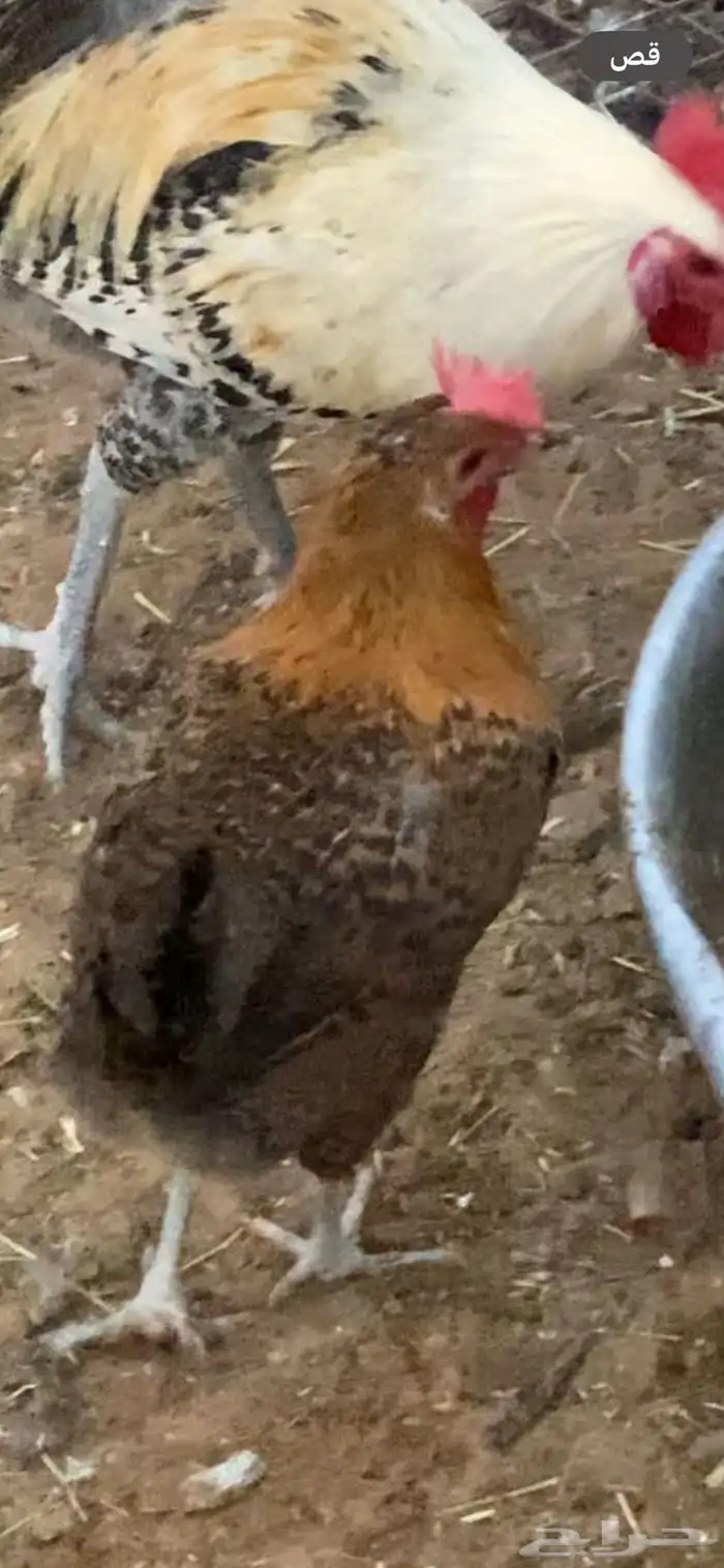 دجاج فيومي ذهبي 4