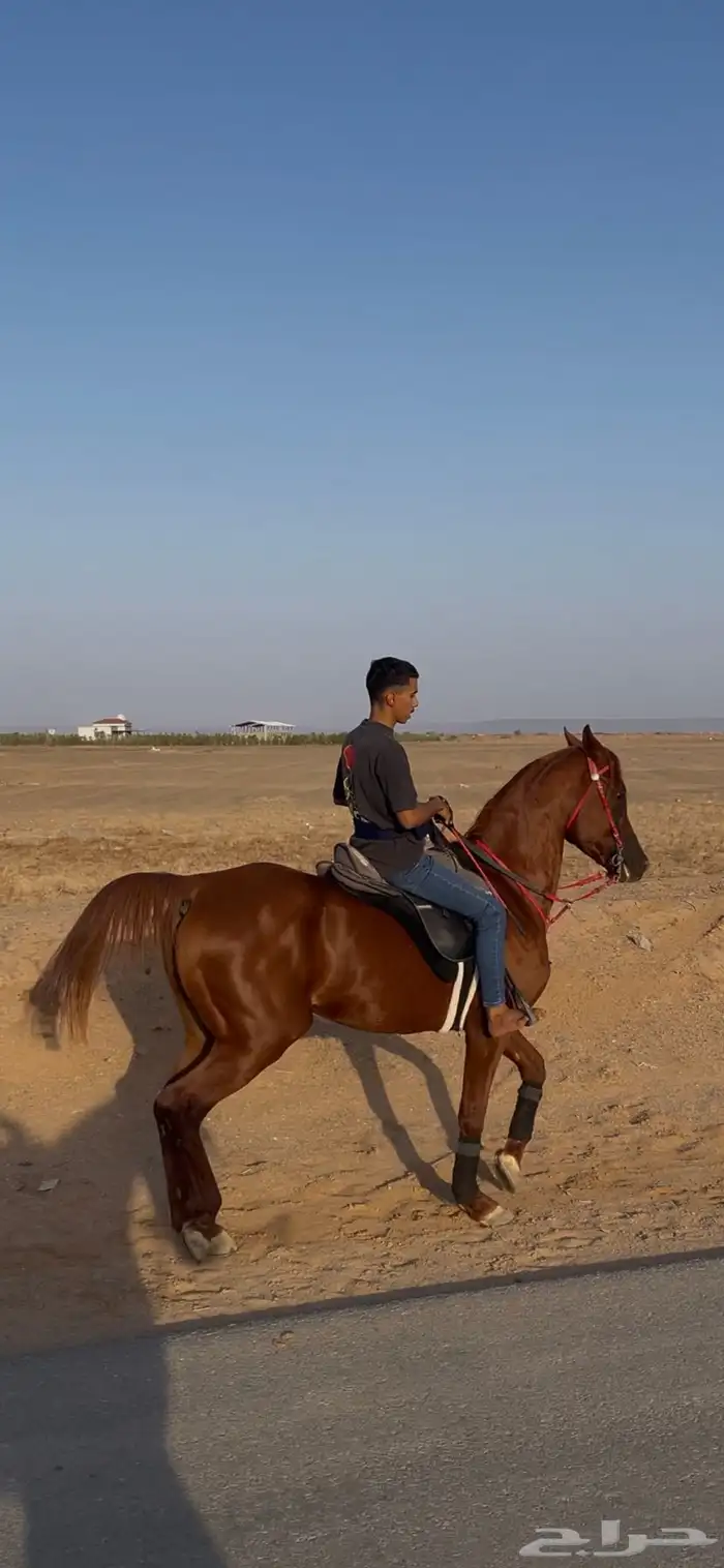 حصان شعبي 0