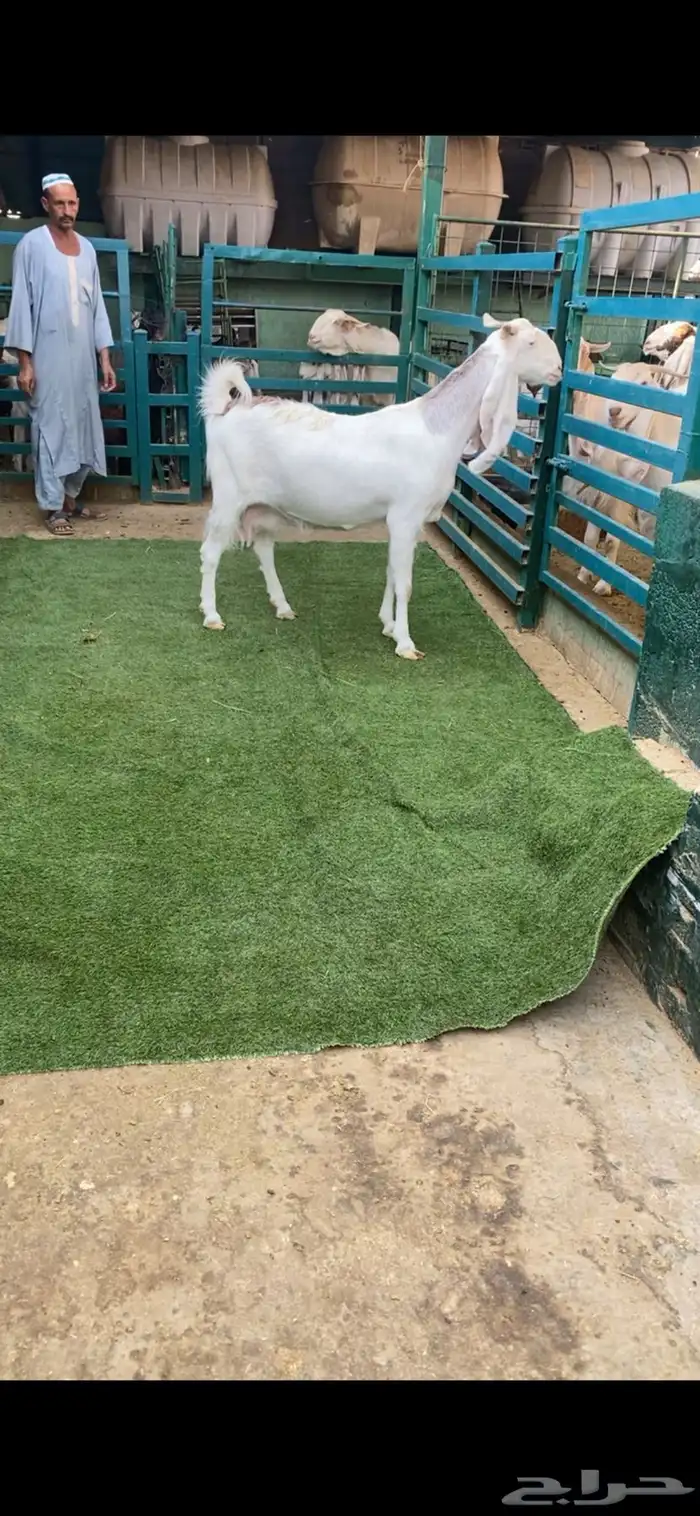 جرم فاخر دافع مبين 1