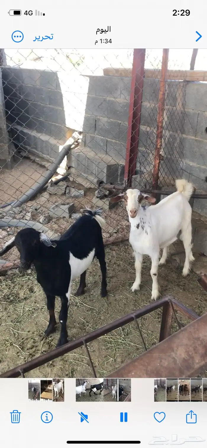 تيس للبيع 2