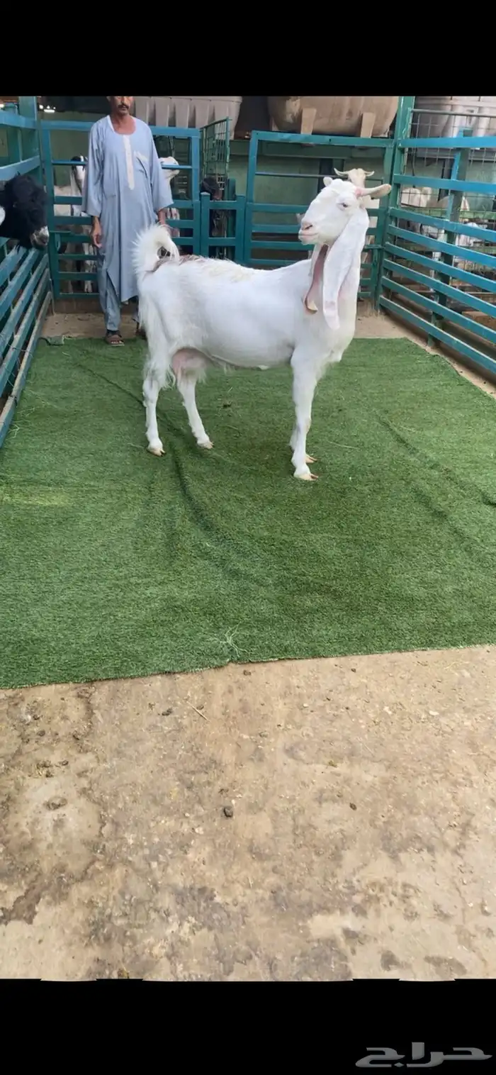 جرم فاخر دافع مبين 2