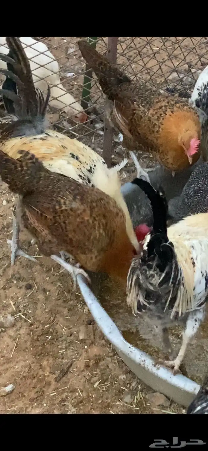 دجاج فيومي ذهبي 2