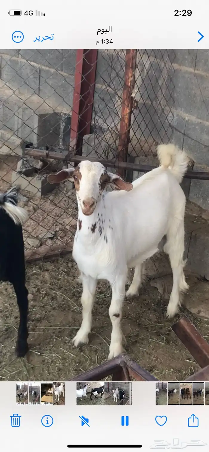 تيس للبيع 0