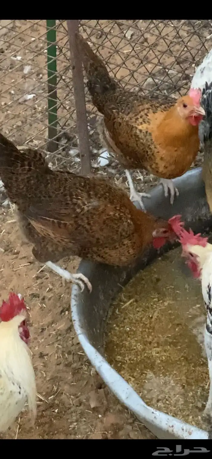 دجاج فيومي ذهبي 0