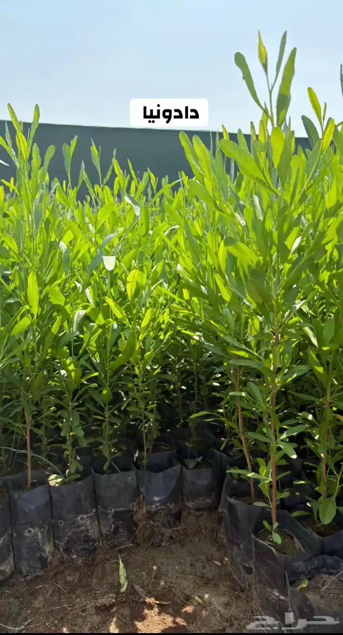 شتلات زراعية البيع جملة فقط 5