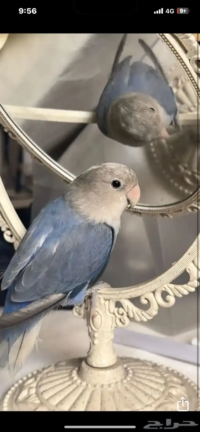روز 1