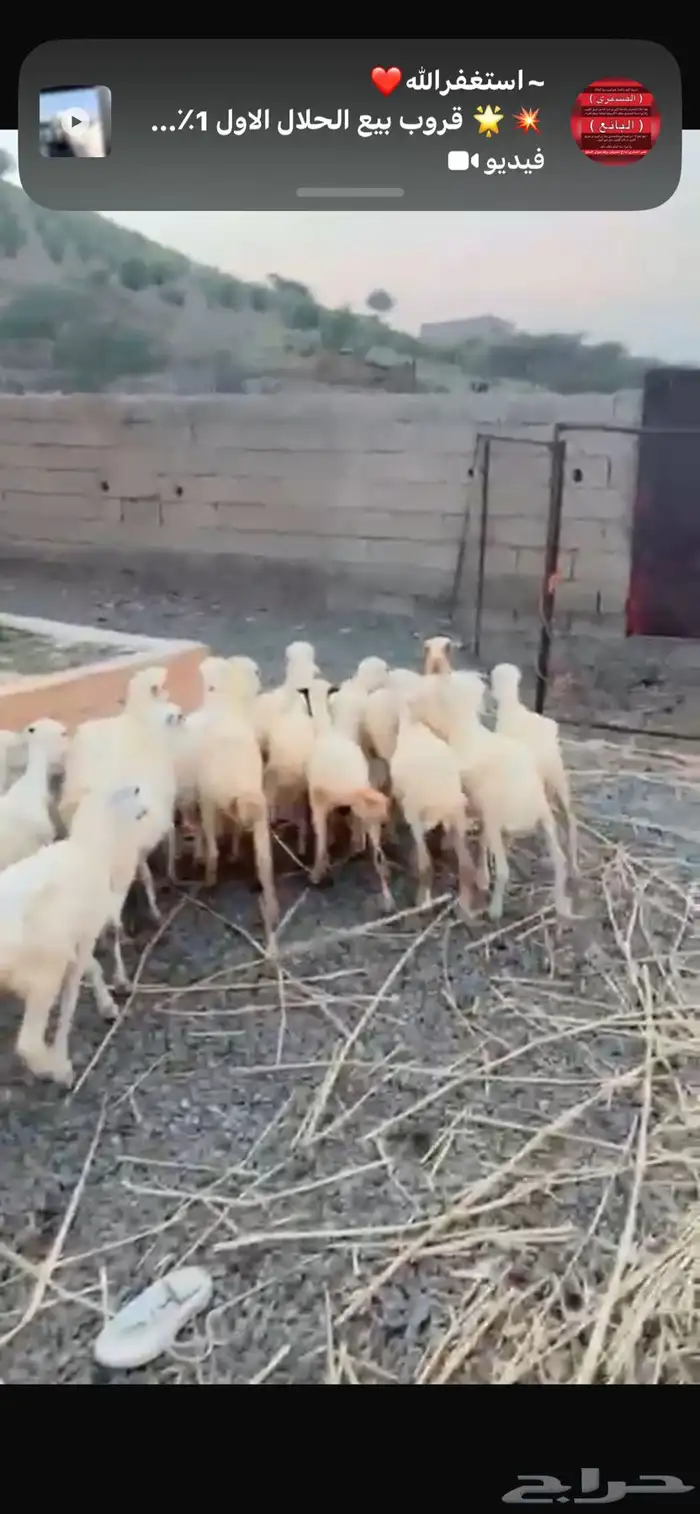 رخال رفيدية محايل عسير 3