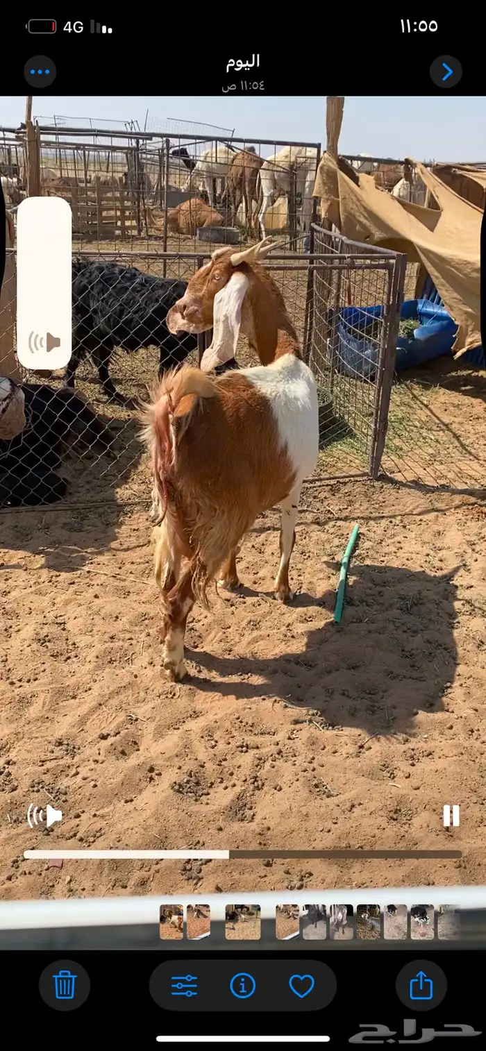 عنز معها تيسين 3