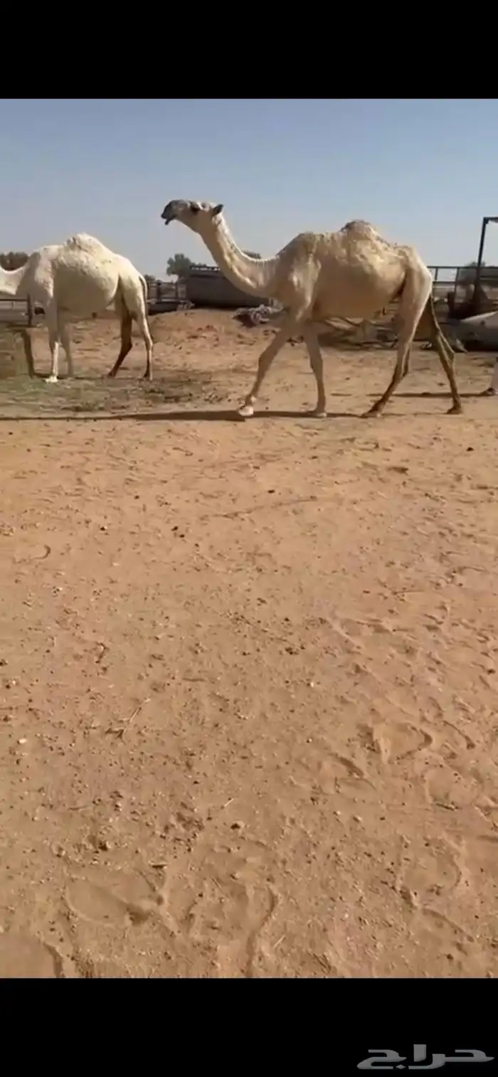 بكره شقحا جذعه ضريبه 2
