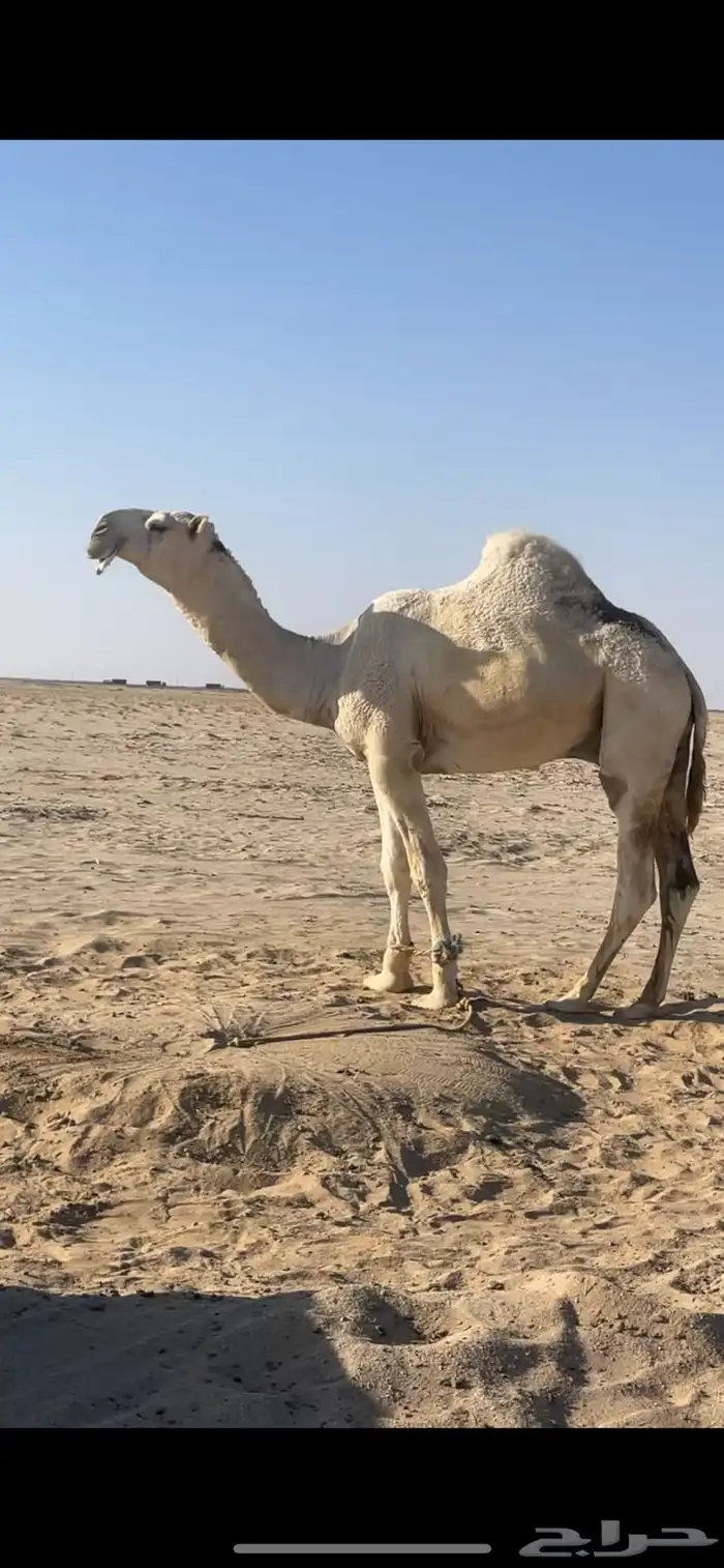 ابل وضح بمعداتها ورحولها 27