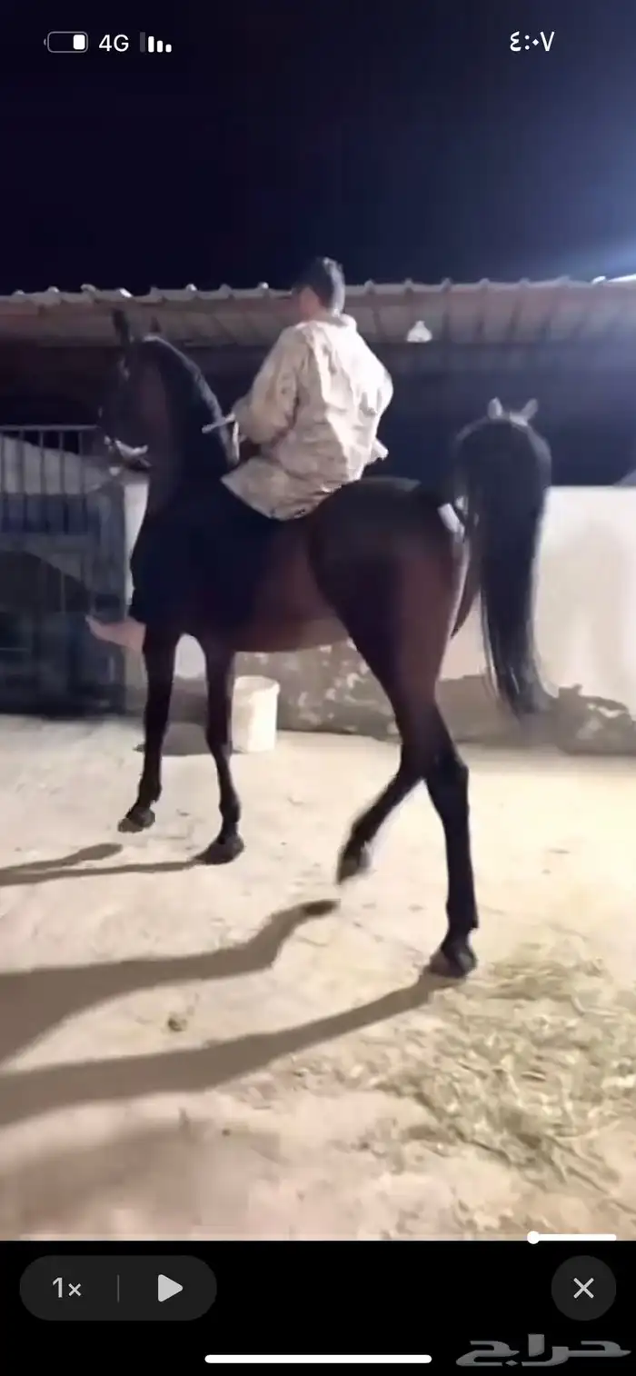 حصان عربي ورق 4