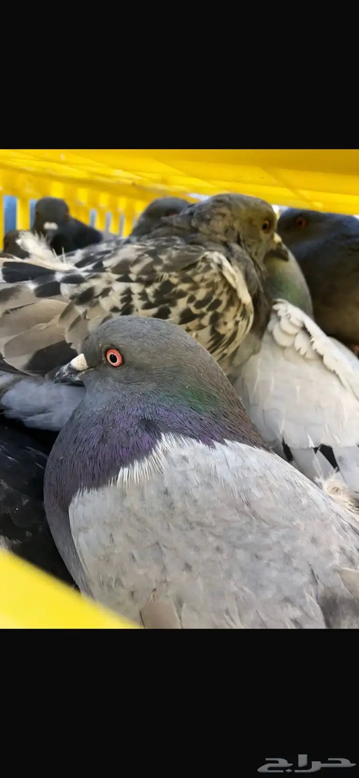 حمام سوادي 0