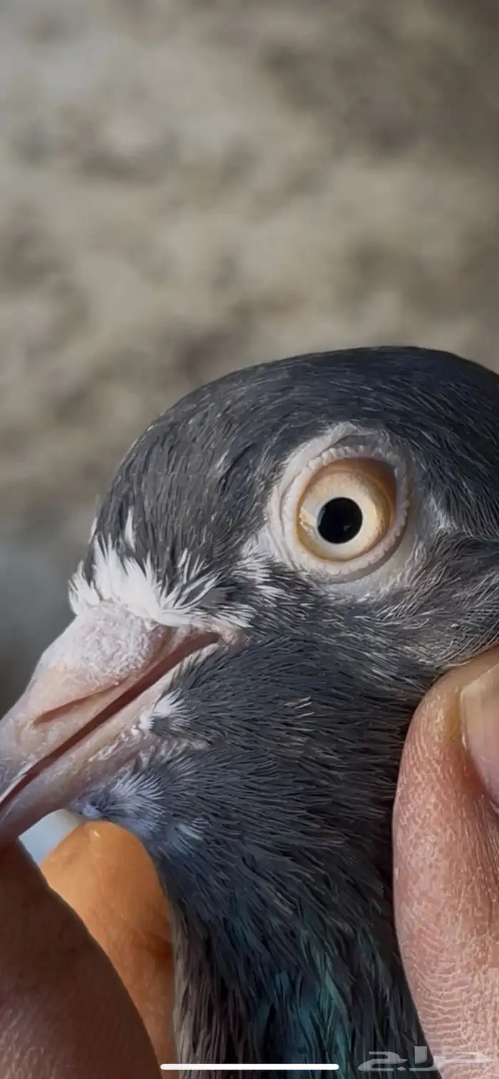 حمام بكستاني 14