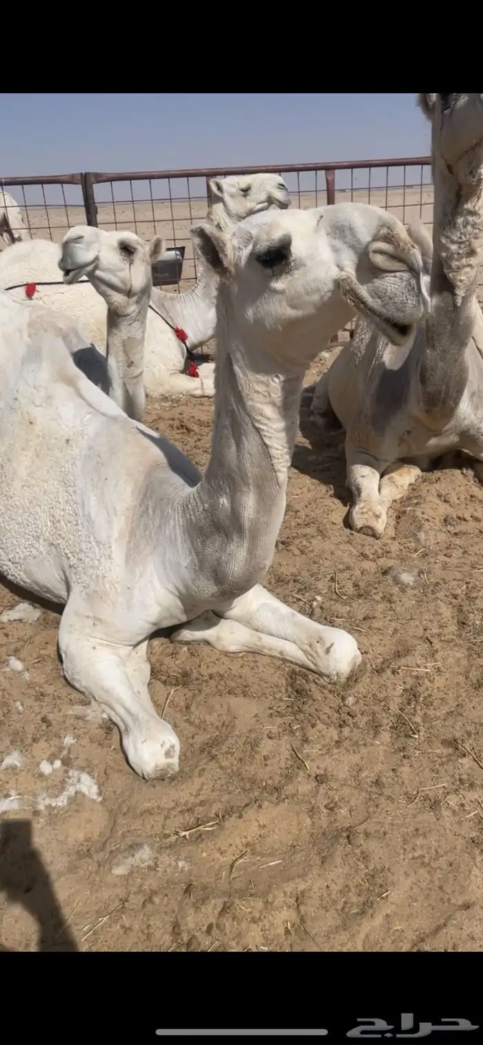 ابل وضح بمعداتها ورحولها 24