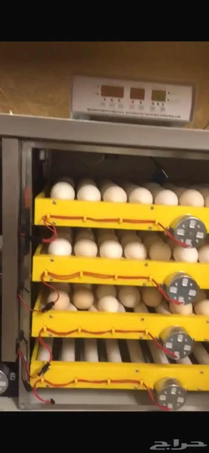 للبيع صطول بويه بلاستك وحاضنت صوص وفقاسه 2