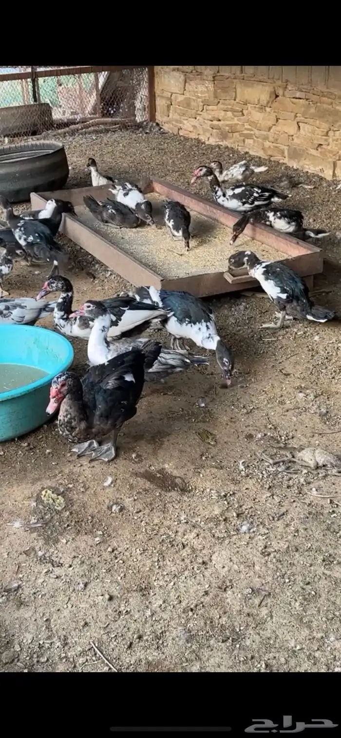 دجاج بلدي و بط 0