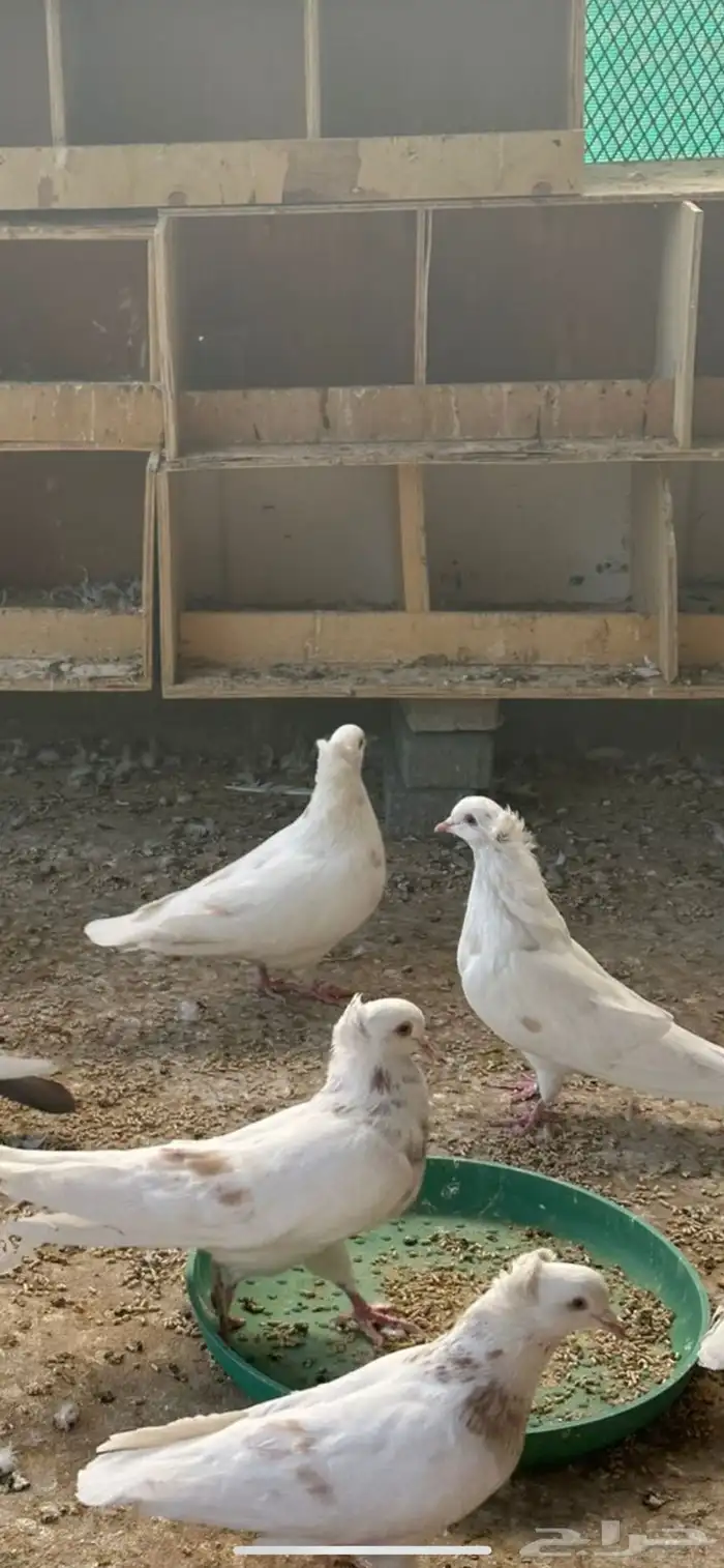 حمام مصري 1