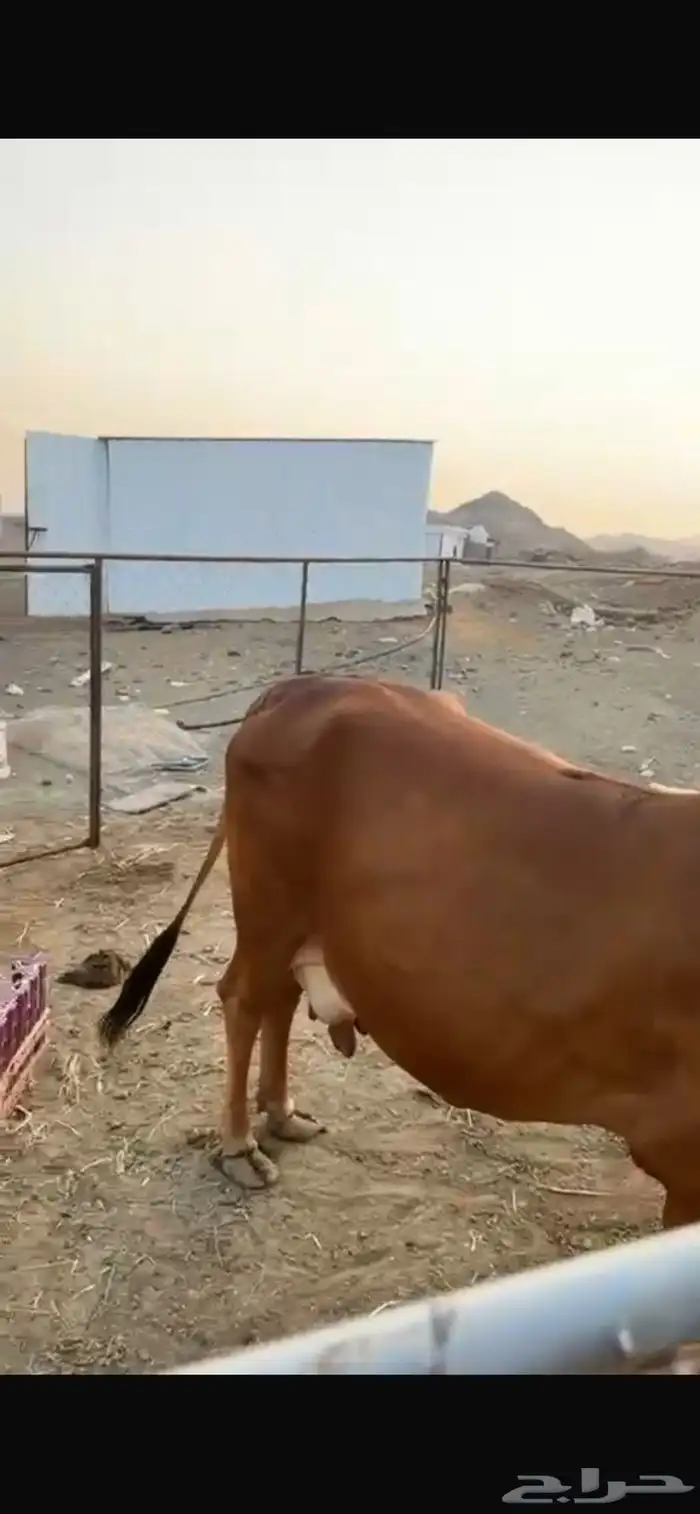 بقرة 3