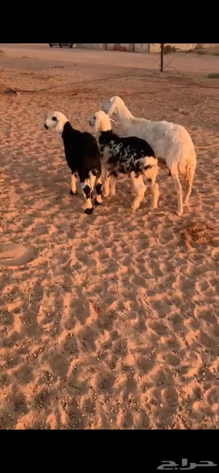 للبيع متبع ب خروفين 0