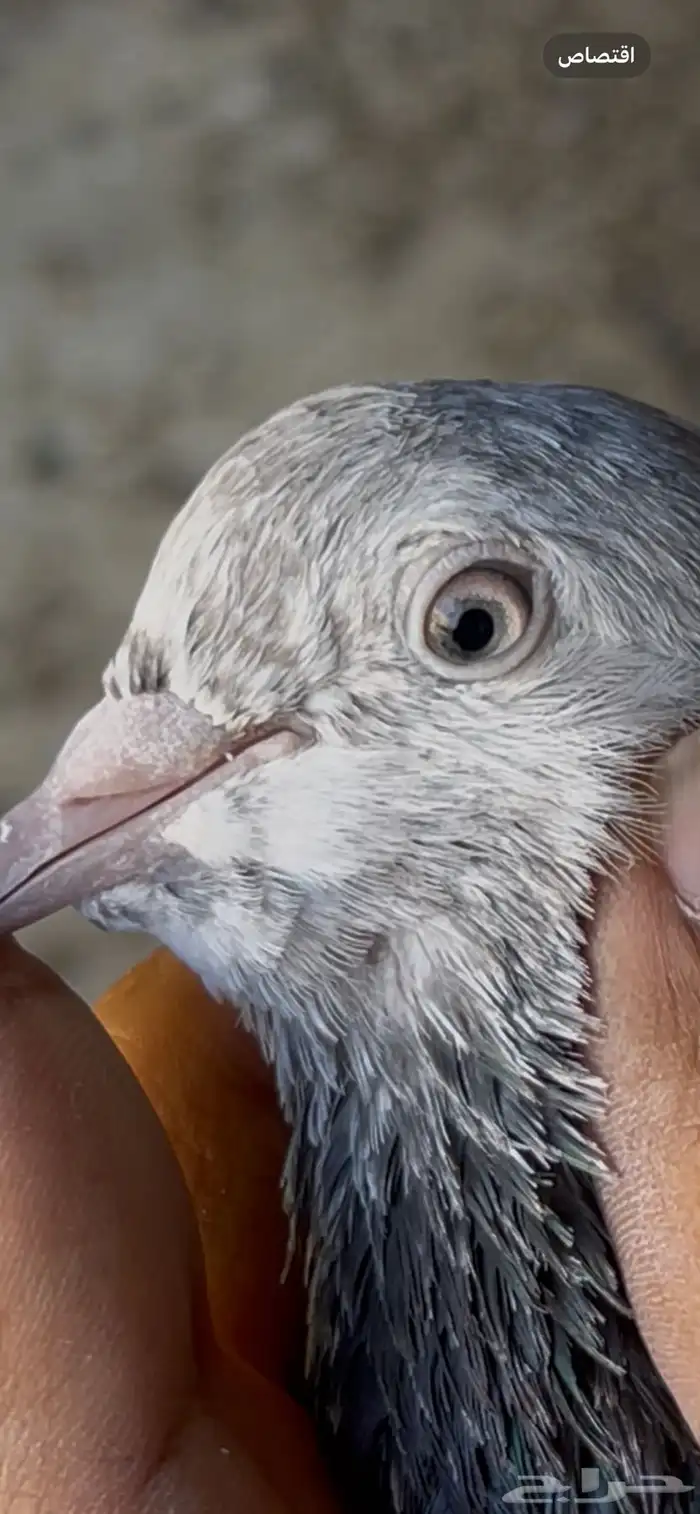 حمام بكستاني 17