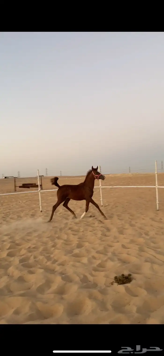 مهر واهو مكس بدقري ابطال 1
