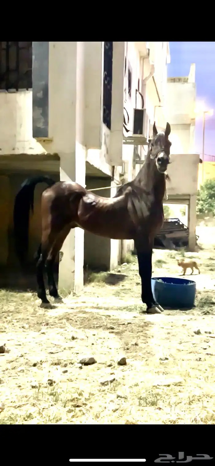 حصان عربي ورق 3