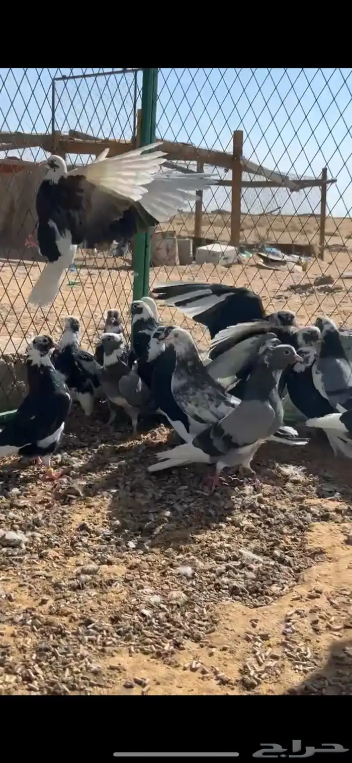 الخرج 0