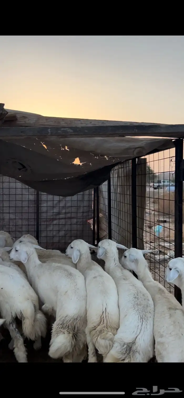 رخال العدد 13 0