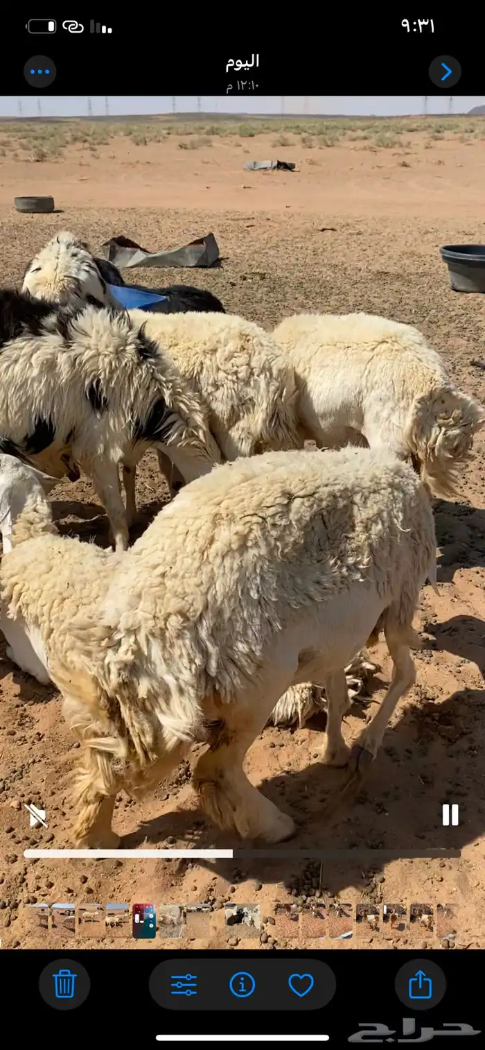 حريات مضاريع جذعات وثنوات 2