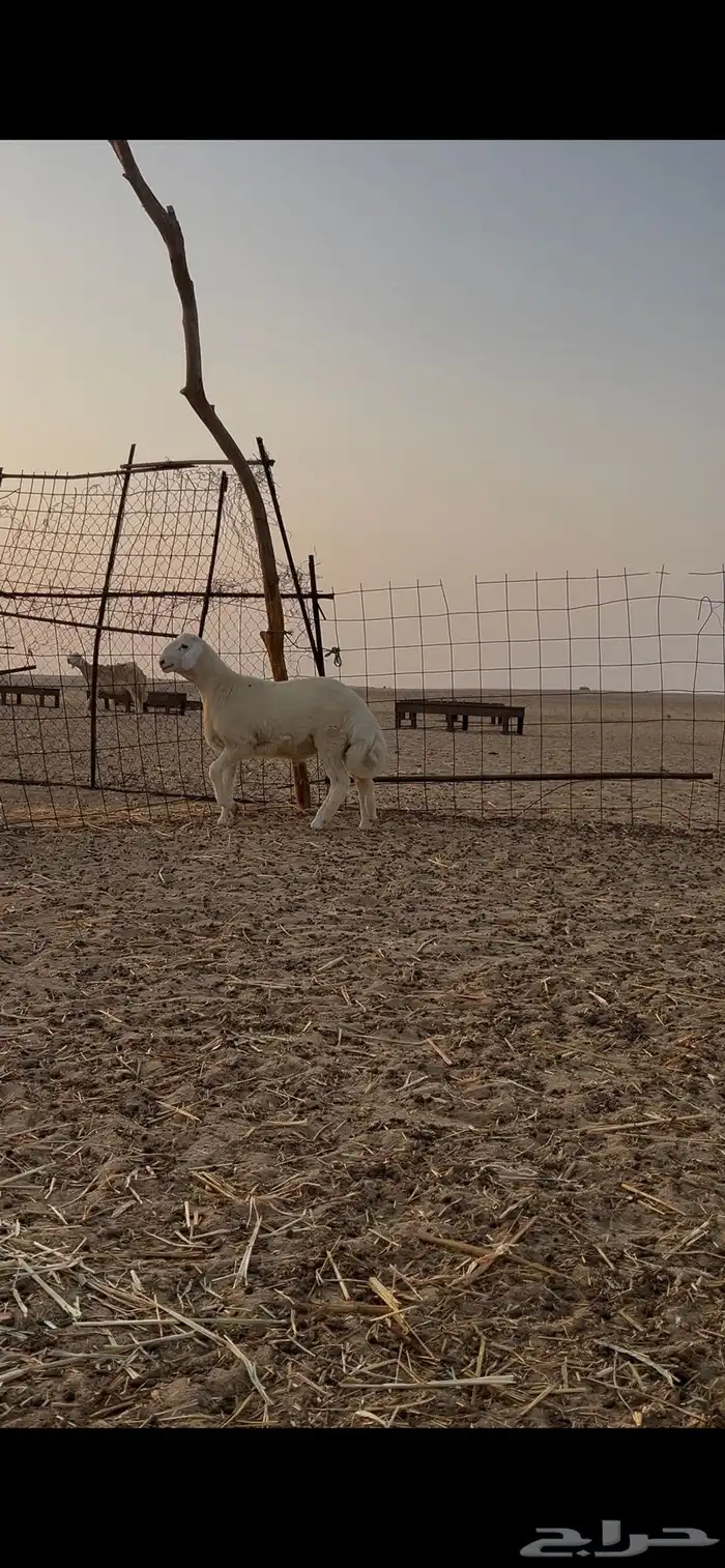 مشروع فحل صنف 0