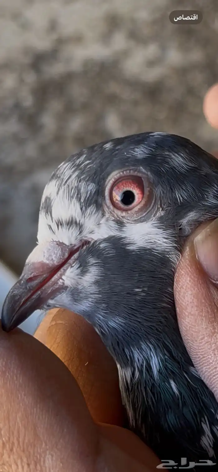 حمام بكستاني 19