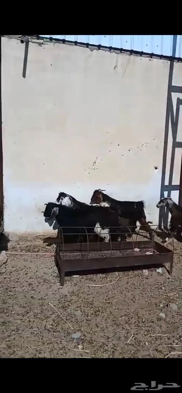 تيوس للبيع 1