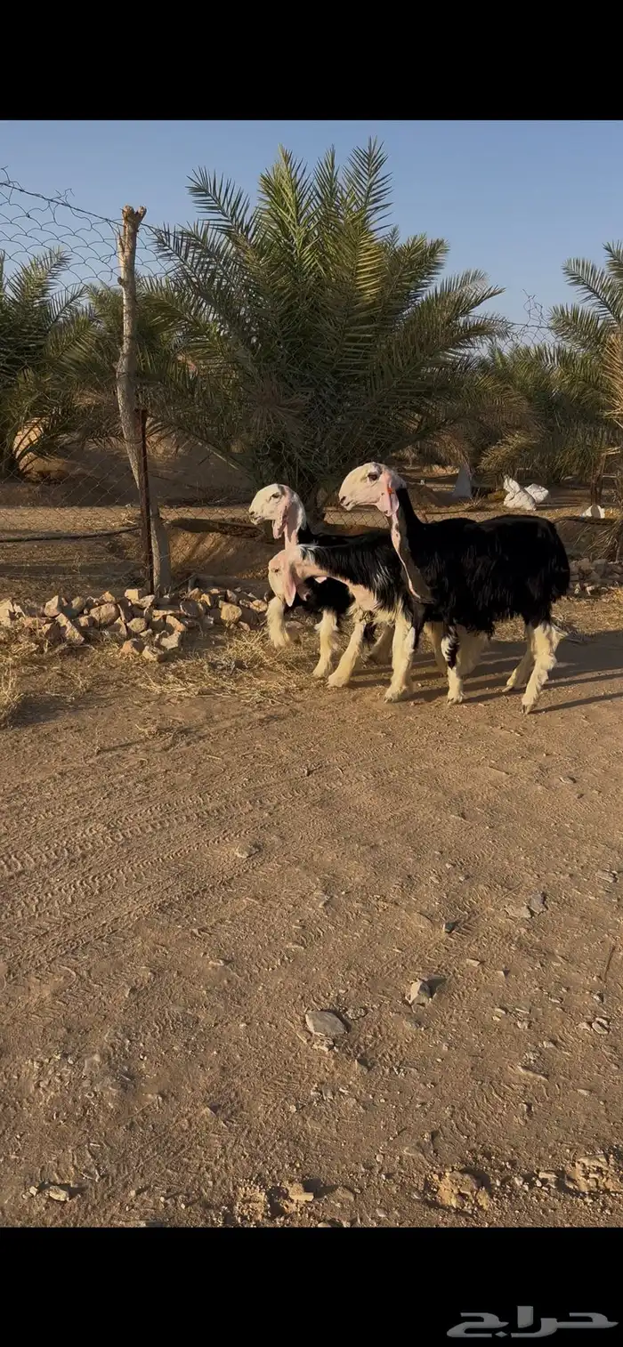 رخال نجد مقنوي 0