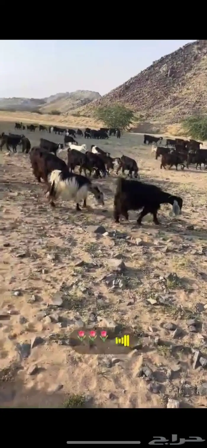 معزا مراح واحد للبيع طيبه 0