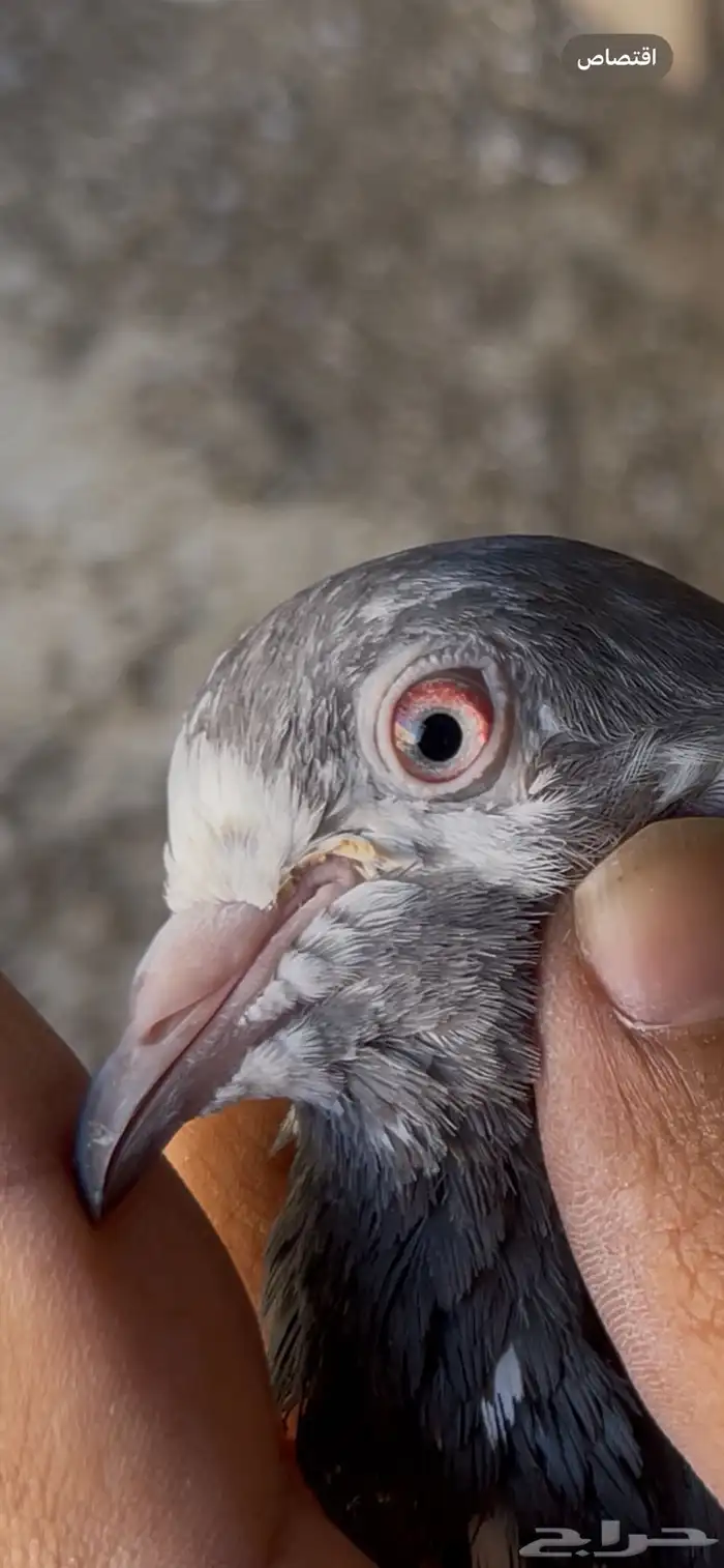 حمام بكستاني 16