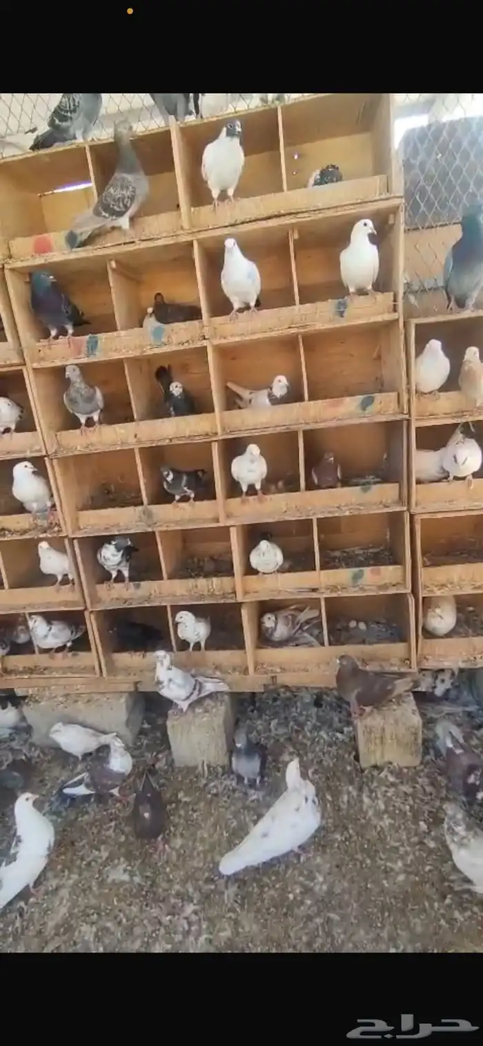 حمام بلدى منتج معظمه خليط من لاحم فرنسي 1